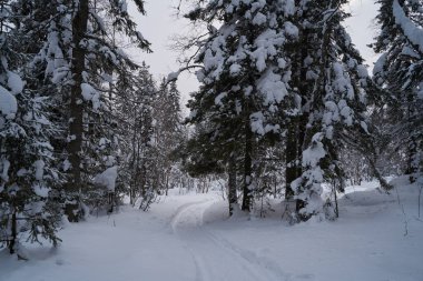 Güneş ışığında karla kaplı Noel ağaçları olan peri masalı ormanı. Kayak merkezinde dondurucu bir gün. Toprağın güzelliğini keşfedin. Yaratıcı tonlama etkisi.