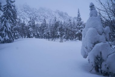 Güneş ışığında karla kaplı Noel ağaçları olan peri masalı ormanı. Kayak merkezinde dondurucu bir gün. Toprağın güzelliğini keşfedin. Yaratıcı tonlama etkisi.