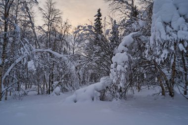 Güneş ışığında karla kaplı Noel ağaçları olan peri masalı ormanı. Kayak merkezinde dondurucu bir gün. Toprağın güzelliğini keşfedin. Yaratıcı tonlama etkisi.