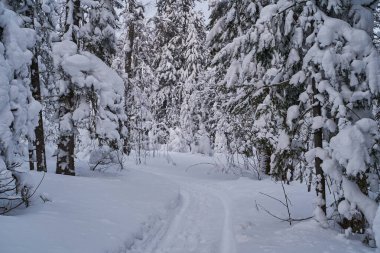 Güneş ışığında karla kaplı Noel ağaçları olan peri masalı ormanı. Kayak merkezinde dondurucu bir gün. Toprağın güzelliğini keşfedin. Yaratıcı tonlama etkisi.