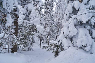 Güneş ışığında karla kaplı Noel ağaçları olan peri masalı ormanı. Kayak merkezinde dondurucu bir gün. Toprağın güzelliğini keşfedin. Yaratıcı tonlama etkisi.