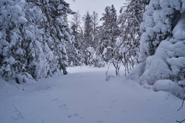Güneş ışığında karla kaplı Noel ağaçları olan peri masalı ormanı. Kayak merkezinde dondurucu bir gün. Toprağın güzelliğini keşfedin. Yaratıcı tonlama etkisi.
