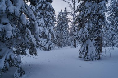 Güneş ışığında karla kaplı Noel ağaçları olan peri masalı ormanı. Kayak merkezinde dondurucu bir gün. Toprağın güzelliğini keşfedin. Yaratıcı tonlama etkisi.