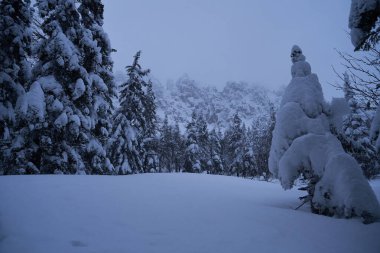 Güneş ışığında karla kaplı Noel ağaçları olan peri masalı ormanı. Kayak merkezinde dondurucu bir gün. Toprağın güzelliğini keşfedin. Yaratıcı tonlama etkisi.