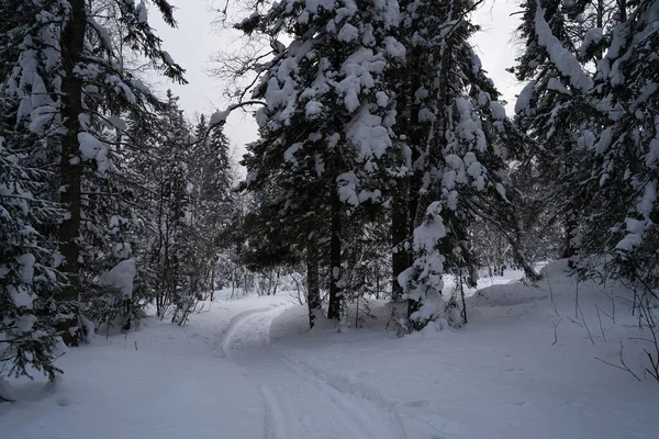 Сказочный Лес Заснеженными Рождественскими Елками Солнце Ледяной День Лыжном Курорте — стоковое фото