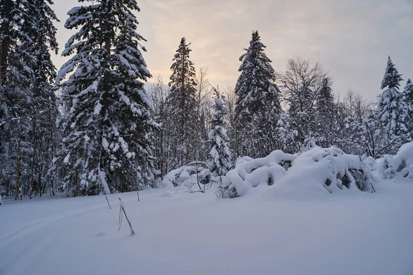 Bosque Cuento Hadas Con Árboles Navidad Cubiertos Nieve Luz Del — Foto de Stock