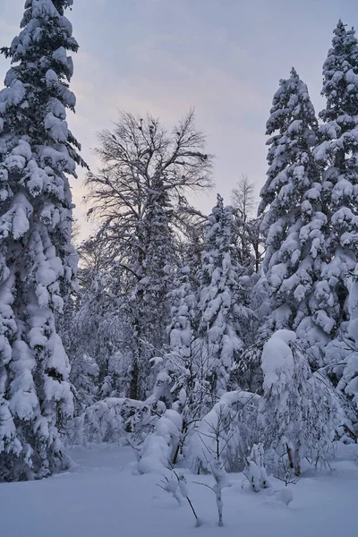 Bosque Cuento Hadas Con Árboles Navidad Cubiertos Nieve Luz Del — Foto de Stock