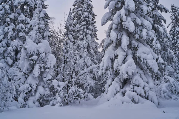 Bosque Cuento Hadas Con Árboles Navidad Cubiertos Nieve Luz Del — Foto de Stock