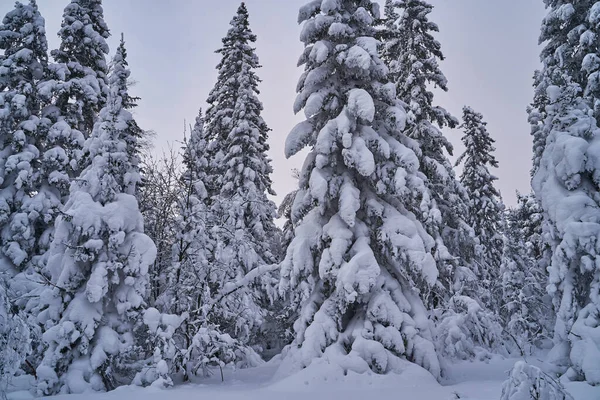 햇빛에 눈덮인 크리스마스 트리가 동화의 리조트의 서리가 내리는 지구의 아름다움을 — 스톡 사진
