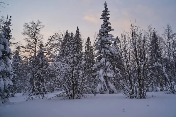 Bosque Cuento Hadas Con Árboles Navidad Cubiertos Nieve Luz Del — Foto de Stock