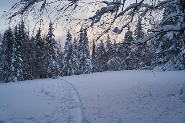 Bosque Cuento Hadas Con Árboles Navidad Cubiertos Nieve Luz Del — Foto de Stock