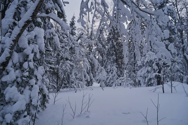 Pohádkový Les Zasněženými Vánočními Stromky Slunci Mrazivý Den Lyžařském Středisku — Stock fotografie