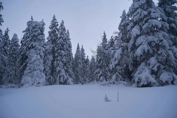 Bosque Cuento Hadas Con Árboles Navidad Cubiertos Nieve Luz Del — Foto de Stock