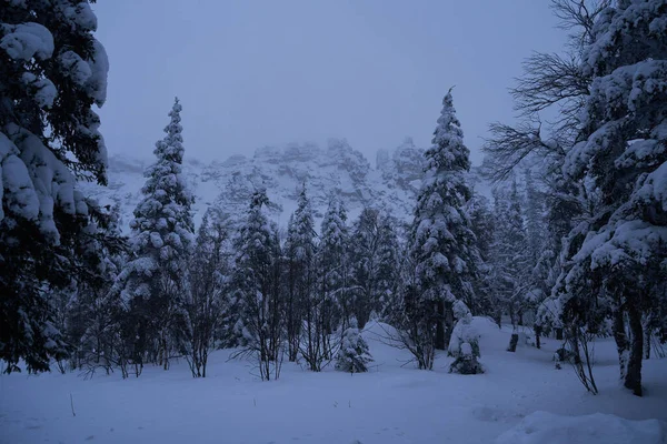 Сказочный Лес Заснеженными Рождественскими Елками Солнце Ледяной День Лыжном Курорте — стоковое фото