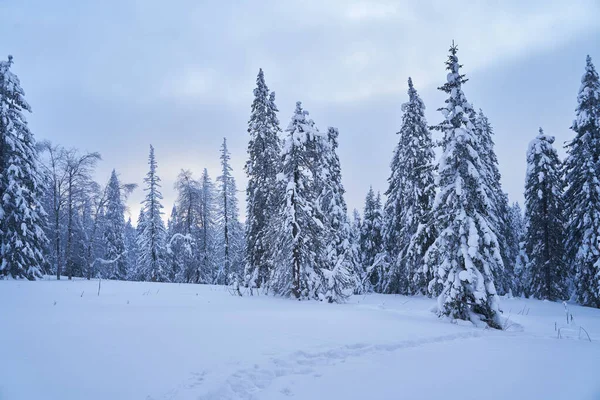 Bosque Cuento Hadas Con Árboles Navidad Cubiertos Nieve Luz Del — Foto de Stock