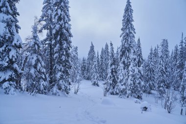 Dağlarda karla kaplı köknar ağaçları olan kış ormanı. Ladin ormanında güneşli bir şubat günü.