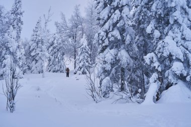 Dağlarda karla kaplı köknar ağaçları olan kış ormanı. Ladin ormanında güneşli bir şubat günü.