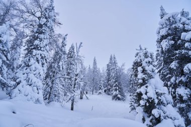Dağlarda karla kaplı köknar ağaçları olan kış ormanı. Ladin ormanında güneşli bir şubat günü.