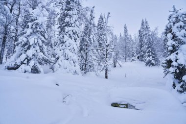 Dağlarda karla kaplı köknar ağaçları olan kış ormanı. Ladin ormanında güneşli bir şubat günü.
