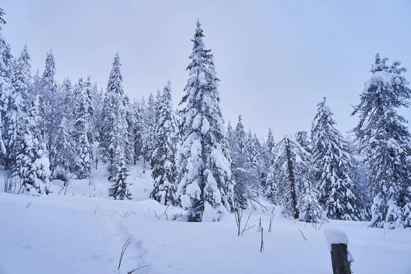 Bosque Invierno Con Abetos Cubiertos Nieve Alto Las Montañas Soleado — Foto de Stock