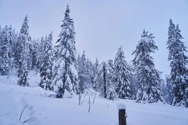 Bosque Invierno Con Abetos Cubiertos Nieve Alto Las Montañas Soleado — Foto de Stock