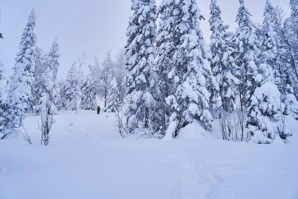 Bosque Invierno Con Abetos Cubiertos Nieve Alto Las Montañas Soleado — Foto de Stock