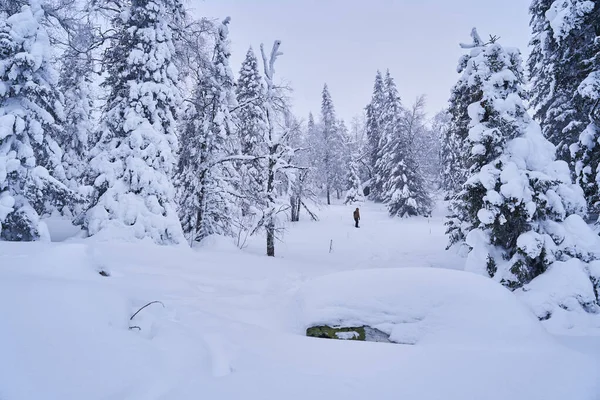 冬の森の雪で覆われたモミの木の山の中で高い スプルースの森の晴れた2月の日 — ストック写真