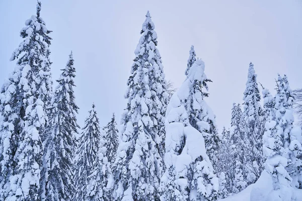 Bosque Invierno Con Abetos Cubiertos Nieve Alto Las Montañas Soleado —  Fotos de Stock