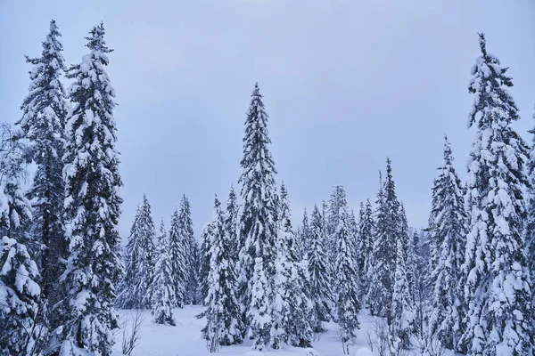 Bosque Invierno Con Abetos Cubiertos Nieve Alto Las Montañas Soleado — Foto de Stock