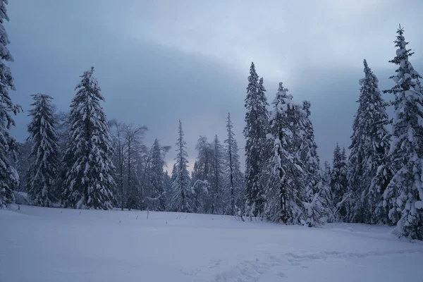 Bosque Invierno Con Abetos Cubiertos Nieve Alto Las Montañas Soleado — Foto de Stock