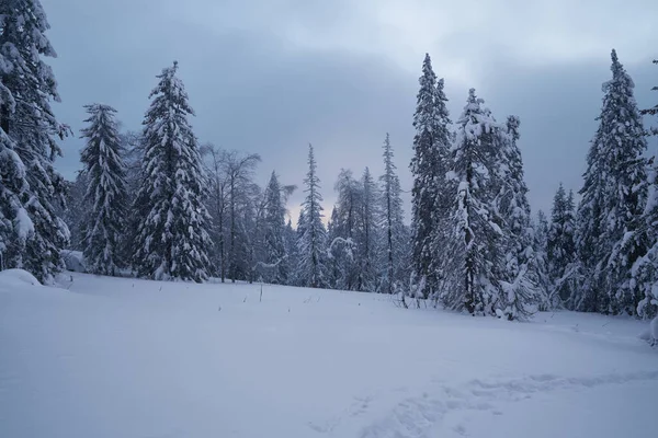 Bosque Invierno Con Abetos Cubiertos Nieve Alto Las Montañas Soleado — Foto de Stock