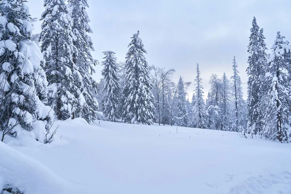 Bosque Invierno Con Abetos Cubiertos Nieve Alto Las Montañas Soleado — Foto de Stock