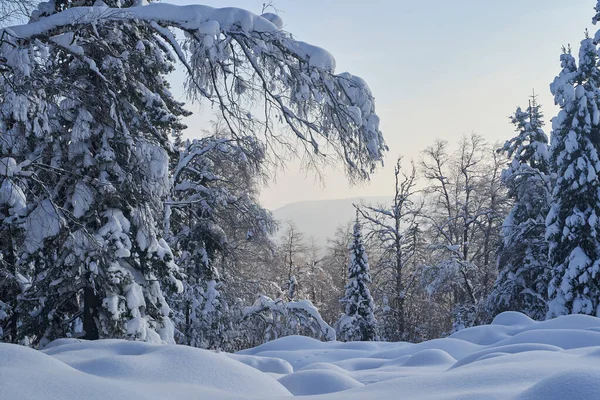 Bosque Invierno Con Abetos Cubiertos Nieve Alto Las Montañas Soleado — Foto de Stock