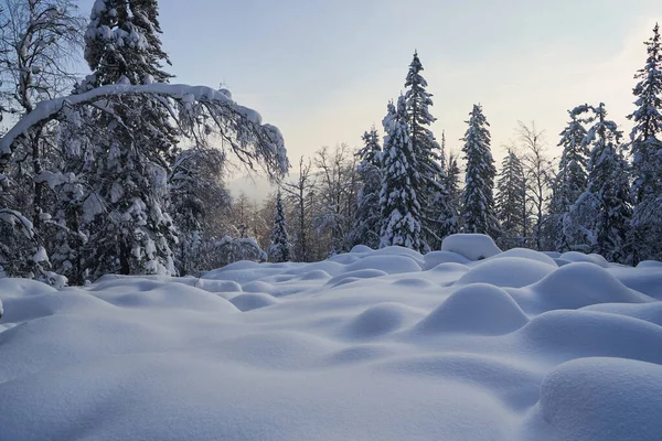 Bosque Invierno Con Abetos Cubiertos Nieve Alto Las Montañas Soleado — Foto de Stock