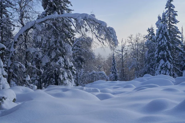 Bosque Invierno Con Abetos Cubiertos Nieve Alto Las Montañas Soleado — Foto de Stock