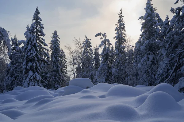 Bosque Invierno Con Abetos Cubiertos Nieve Alto Las Montañas Soleado — Foto de Stock