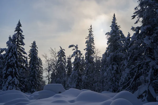 Bosque Invierno Con Abetos Cubiertos Nieve Alto Las Montañas Soleado — Foto de Stock