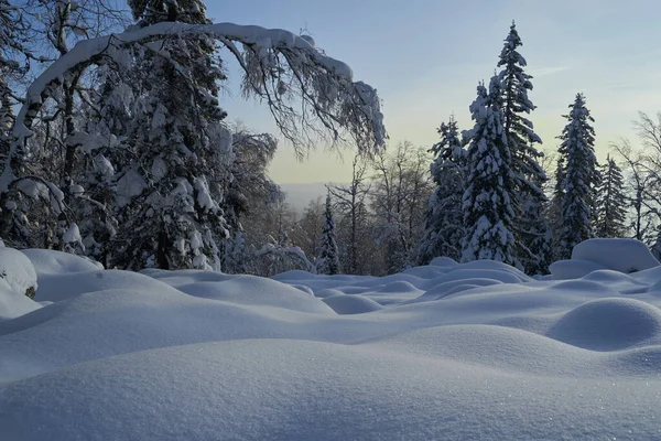 Winterbos Met Besneeuwde Dennenbomen Hoog Bergen Zonnige Februari Dag Het Stockfoto