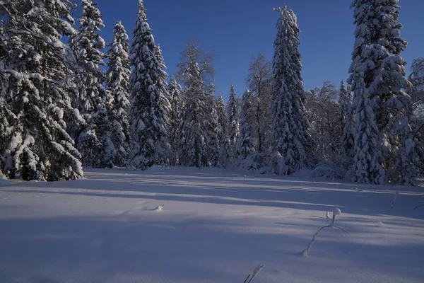 Bosque Invierno Con Abetos Cubiertos Nieve Alto Las Montañas Soleado — Foto de Stock