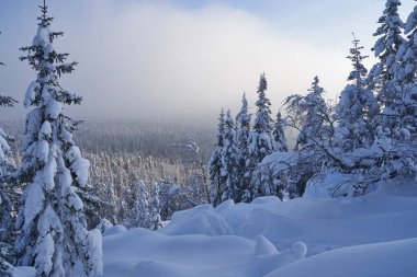 Dağlarda karla kaplı köknar ağaçları olan kış ormanı. Ladin ormanında güneşli bir şubat günü.