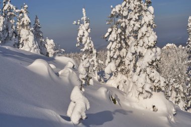 Dağlarda karla kaplı köknar ağaçları olan kış ormanı. Ladin ormanında güneşli bir şubat günü.