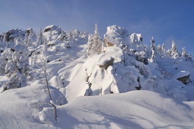 Dağlarda karla kaplı köknar ağaçları olan kış ormanı. Ladin ormanında güneşli bir şubat günü.