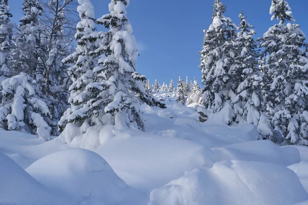 Bosque Invierno Con Abetos Cubiertos Nieve Alto Las Montañas Soleado — Foto de Stock