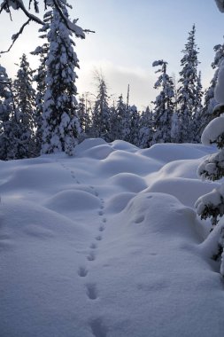 Dağlarda karla kaplı köknar ağaçları olan kış ormanı. Ladin ormanında güneşli bir şubat günü.