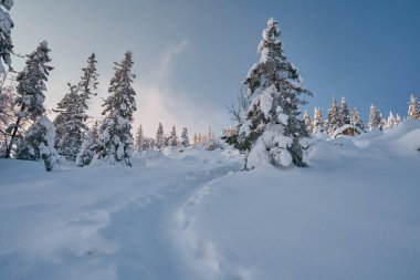 Dağlarda karla kaplı köknar ağaçları olan kış ormanı. Ladin ormanında güneşli bir şubat günü.
