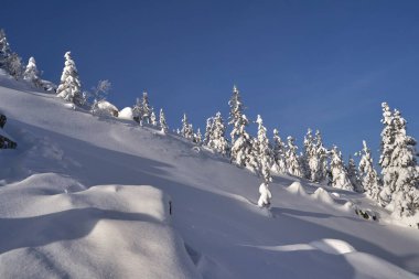 Dağlarda karla kaplı köknar ağaçları olan kış ormanı. Ladin ormanında güneşli bir şubat günü.