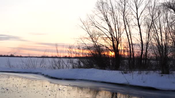 Vinterlandskap Frostiga Träd Snötäckt Skog Solig Morgon Lugn Vinter Natur — Stockvideo