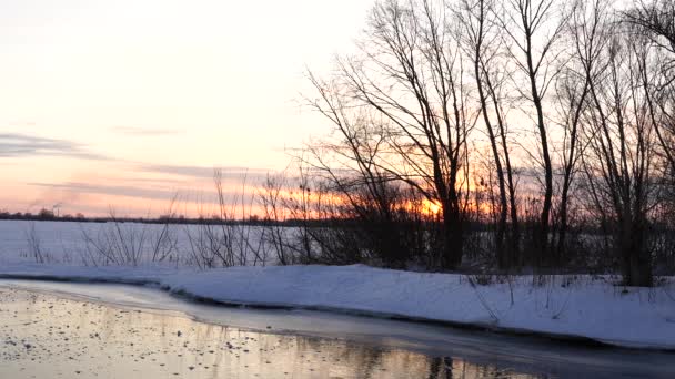 在一个阳光明媚的早晨 在雪地覆盖的森林里 冬季的山水结霜了树 在夕阳西下平静的冬日 在风中摇曳的青草 — 图库视频影像