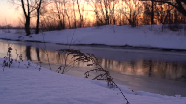 在一个阳光明媚的早晨 在雪地覆盖的森林里 冬季的山水结霜了树 在夕阳西下平静的冬日 在风中摇曳的青草 — 图库视频影像