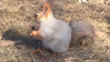 Şirin ve tüylü bir sincap, güneşli bir günde baharın başlarında yerde çam fıstığı kemirir. Hayvanlar bir şehir parkında kış uykusundan uyanıyor..